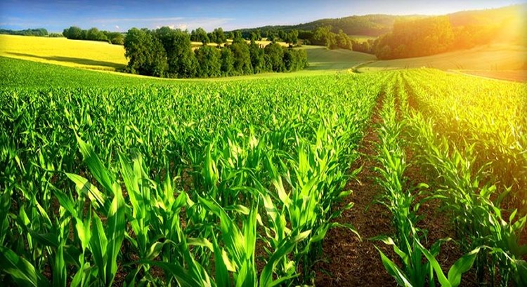 چشم انداز تولید و صادرات محصولات کشاورزی از روسیه تا برزیل