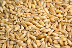 افزایش میزان موجودی جو و گندم در اوکراین