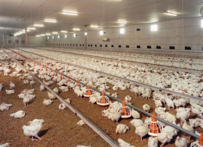 نواقص بازارگاه عامل بحران سازی در بازار مرغ و تخم مرغ