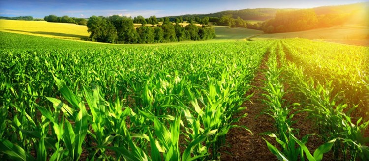 دستاوردهای بزرگ صادراتی کشاورزی برزیل در خلال ۴ ماه اول سال ۲۰۲۰